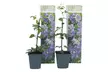 2er- oder 4er-Set Waldreben (Clematis) Taiga, inkl. Versand - Second Medium