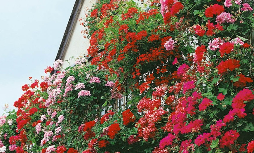 Image 1: Balcony Burster Trailing Geraniums Collection