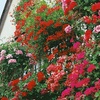 Image 1: Balcony Burster Trailing Geraniums Collection