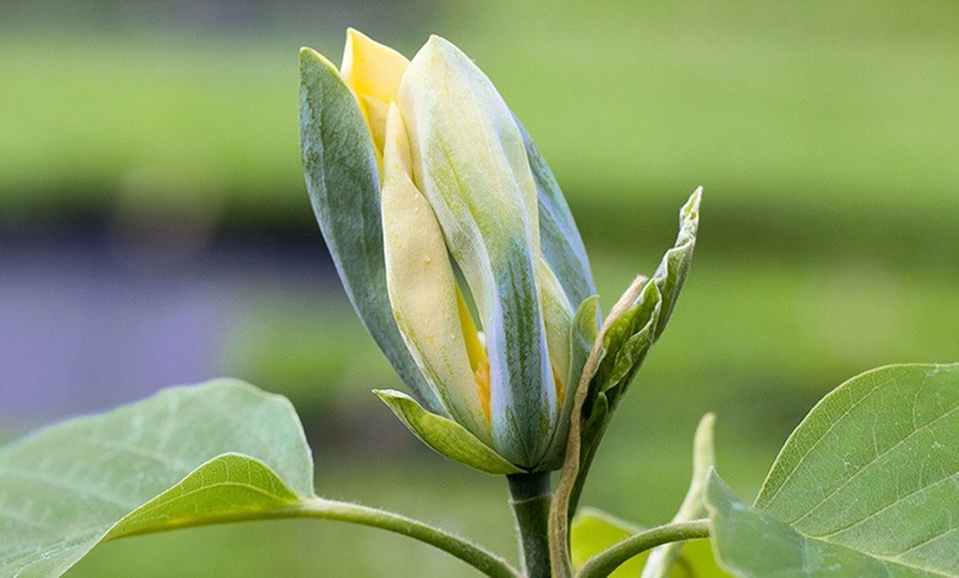 Image 3: Genie and Blue Opal Magnolia Plants