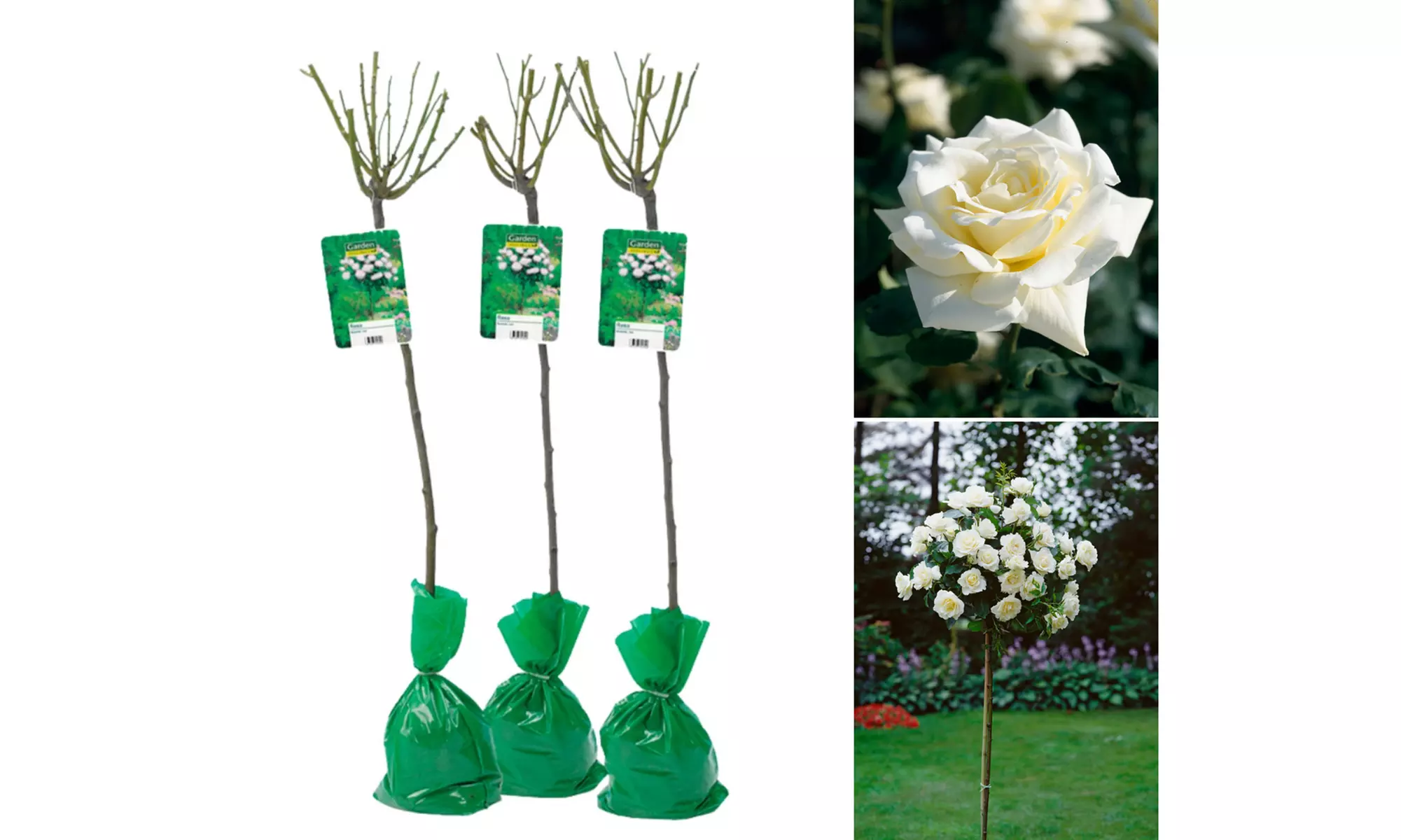 3 plantas de exterior Rosal XXL