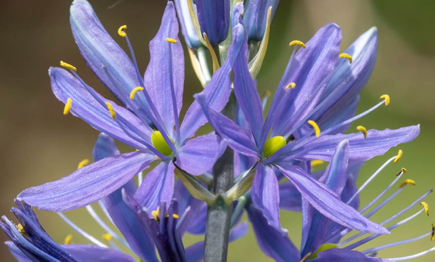 Image 2: Camassia Quamash Bulbs – 50 or 100 Blue Star Spring Flowers 