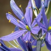 Image 2: Camassia Quamash Bulbs – 50 or 100 Blue Star Spring Flowers 