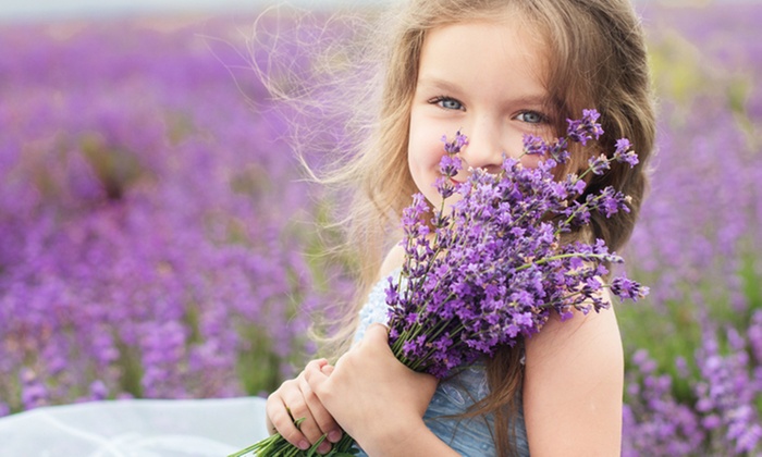 French Country Lavender Roll-Out Seed Mats (4-Pack) | Groupon