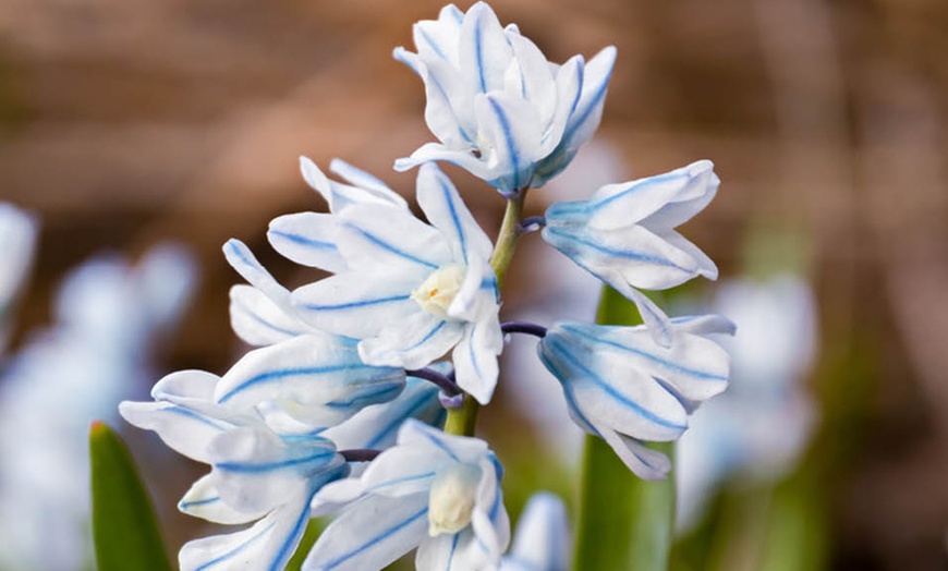 Image 1: 60 or 120 Puschkinia Libanotica Spring Flowering Bulbs