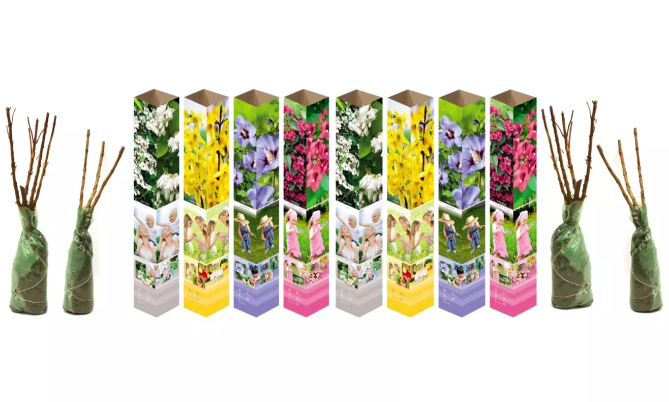 Lot de 4 ou 8 arbustes ornementaux XL différents