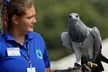 One or Two Birds of Prey (Two-Hours) or Owl Encounter Experience at CJ's Birds of Prey - Second Medium