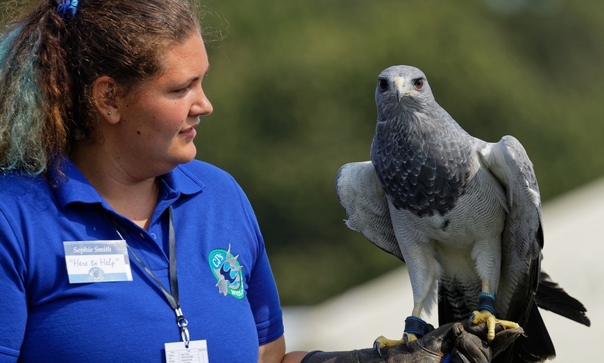 Image 5: Birds of Prey or Owl Encounter Experience at CJ's Birds of Prey