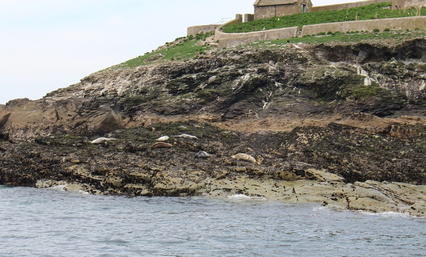 Image 10: Seal-Dolphin Spotting & Godrevy Lighthouse Trip-Upto 4 Adults & 2 Kids
