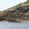 Image 10: Seal-Dolphin Spotting & Godrevy Lighthouse Trip-Upto 4 Adults & 2 Kids