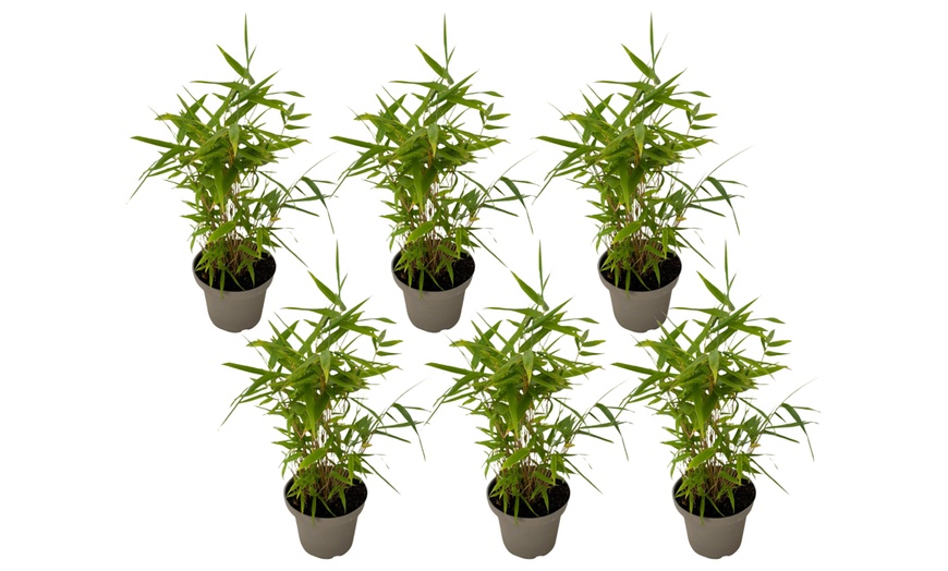 Image 8: Bambous noirs "Black Dragon - Fargesia nitida"