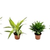 Image 2: Assortiment de 4 "Dragon Trees" de Gardenzo