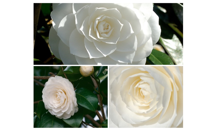 Image 12: 1 ou 2 arbustes de camélia du Japon XL de Gardenzo