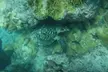 Rise and Reef, Dolphin or Key West Snorkel - Up to 0% Off - Second Medium