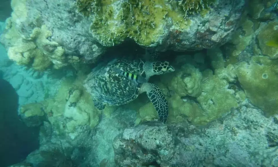 Discover Underwater Wonders: Morning and Afternoon Snorkel Await!