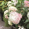 Image 10: Hydrangea 'Vanilla Fraise' - Up to 3 Potted Plants