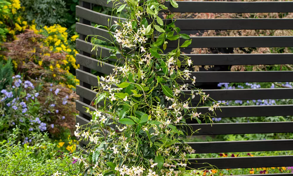 Set de 3 o 6 plantas de jazmín toscano, listas para plantar