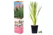3 ou 6 plantes d'herbe de la pampa, couleur au choix - Image 5