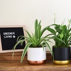 Image 1: Air-Purifying Houseplant Collection - 3 or 6 Potted Plants