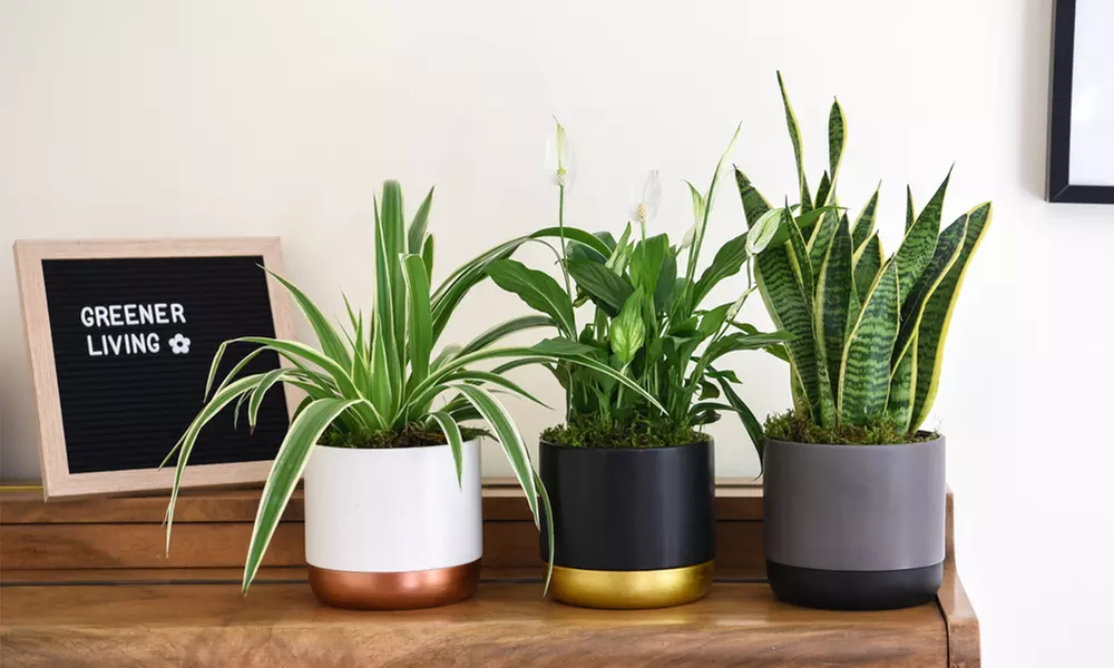 Air-Purifying Houseplant Collection - 3 or 6 Potted Plants - Primary Image
