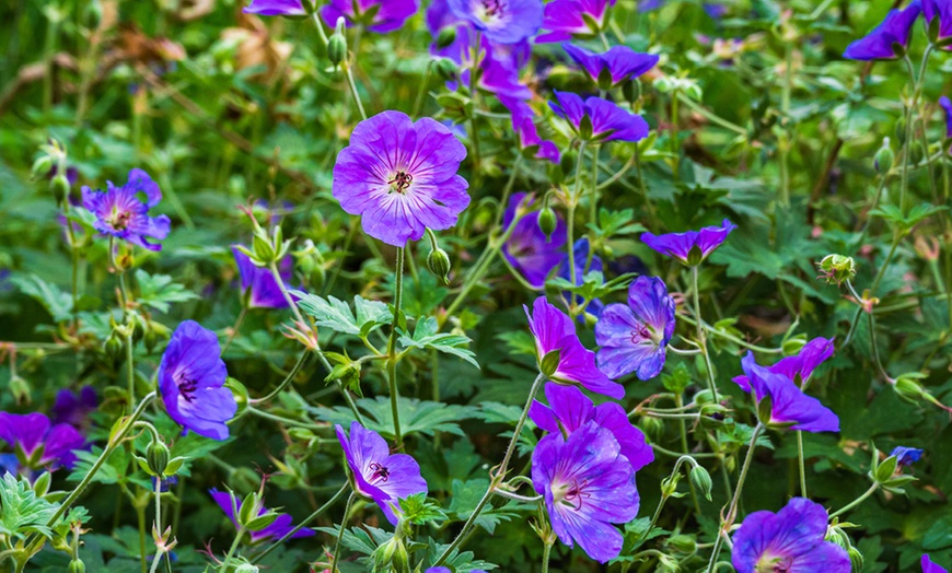 Image 3: Three Geranium 'Rozanne' Potted Plants