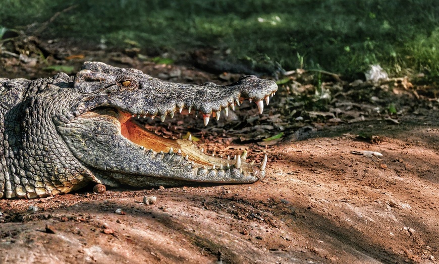 Image 5: Up to 18% Off an Everglades Airboat Adventures in Kissimmee