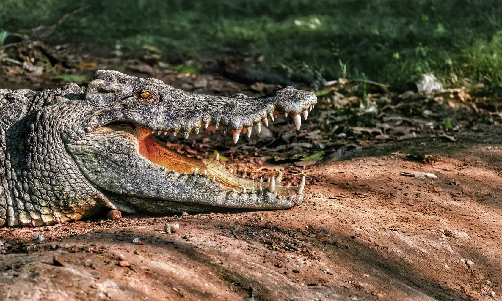 Up to 18% Off an Everglades Airboat Adventures in Kissimmee