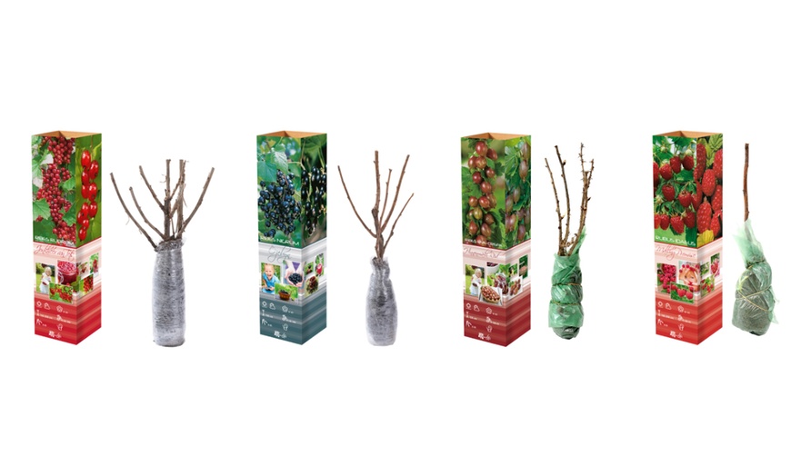 Image 2: Plantes d'extérieur au choix, faciles d'entretien