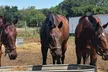 One or Two 30-Minute Horseback Riding Lessons at On Course Riding Academy (Up to 50% Off) - Second Medium