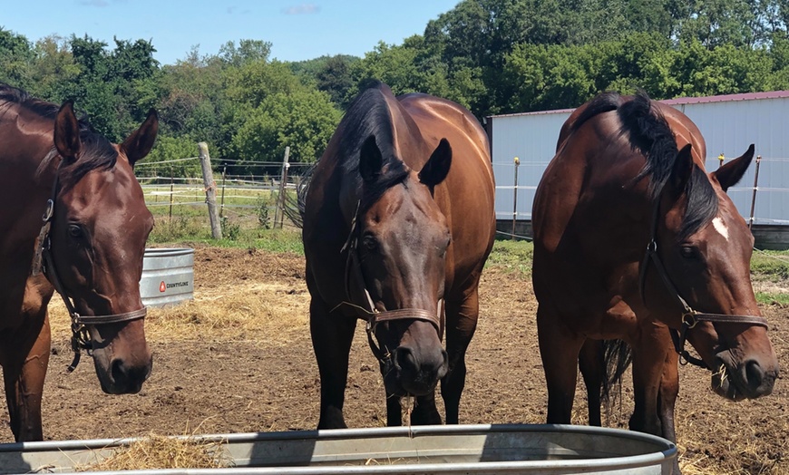 Image 5: Intro Horseback Riding Lessons with One or Two 30-Minute Sessions