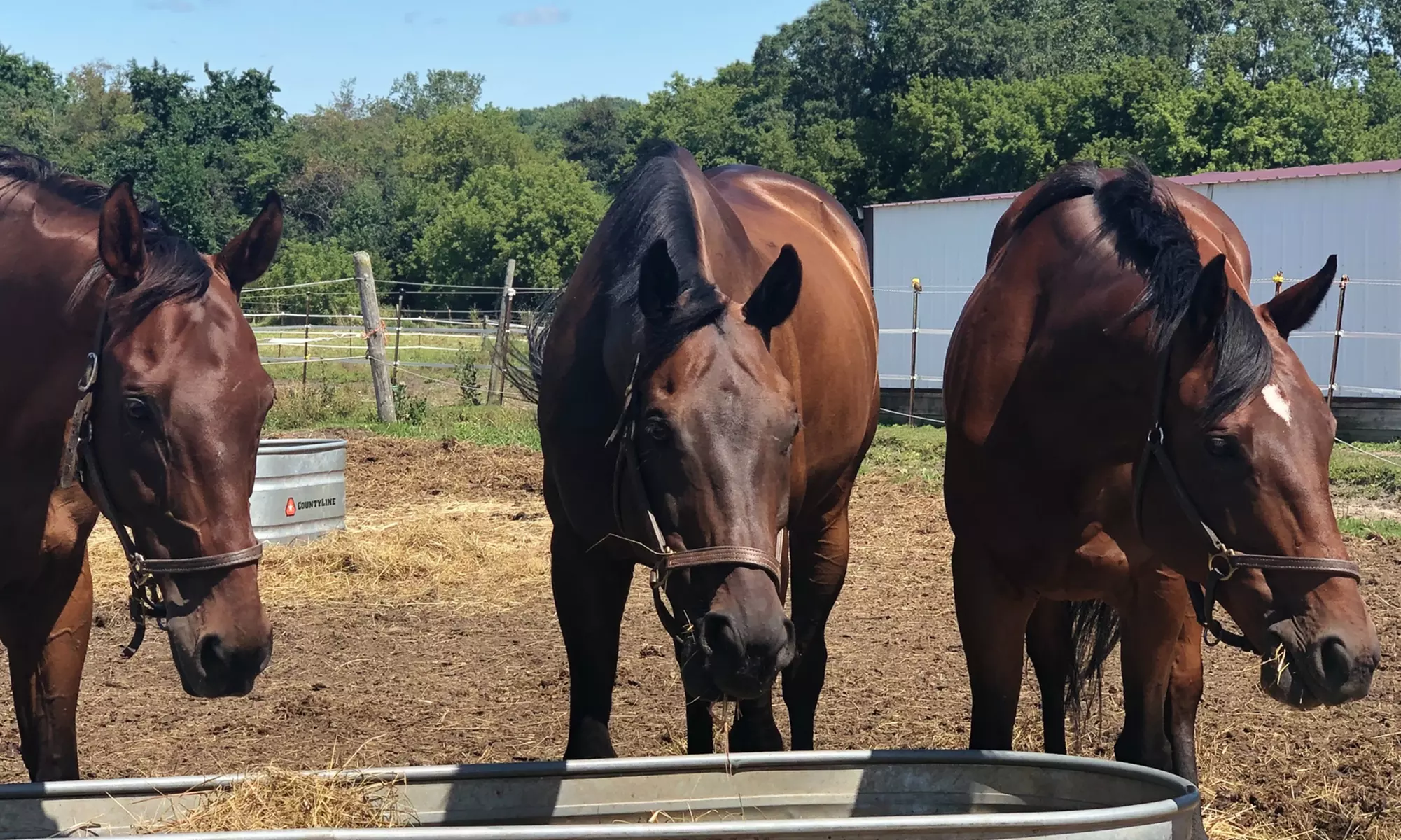 Intro Horseback Riding Lessons with One or Two 30-Minute Sessions