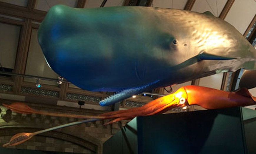 Image 10: Explore the Natural History Museum - Adult & Child Tours!
