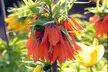 3x Fritillaria Lutea/Rubra „Kaiserkrone“ in Gelb oder Rot - Image 6
