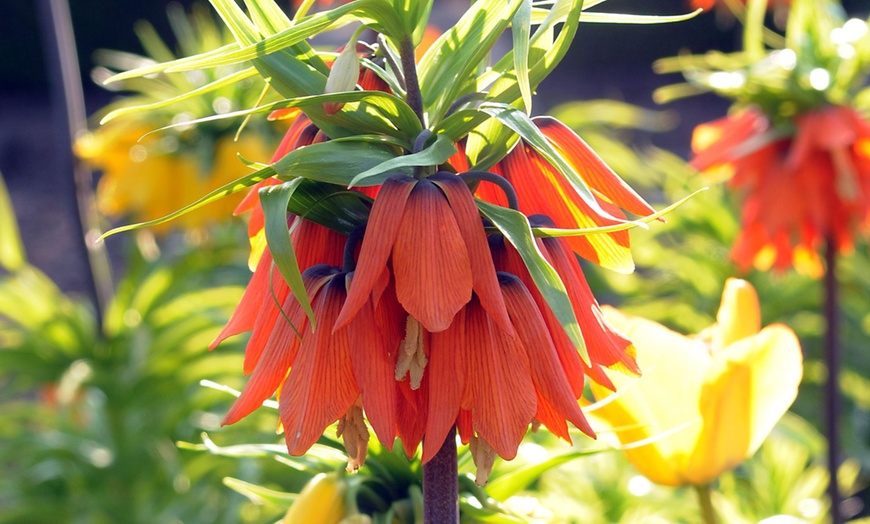 Image 6: 3x Fritillaria Lutea/Rubra „Kaiserkrone“