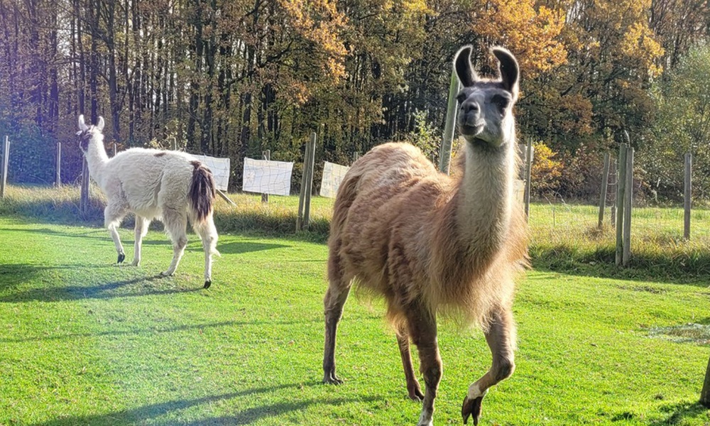 2-stündige Lama-Park-Wanderung für 2 Personen