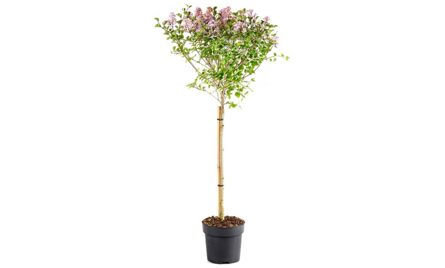 Image 5: Lilac Syringa Palibin Standard Potted Plants
