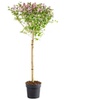 Image 5: Lilac Syringa Palibin Standard Potted Plants