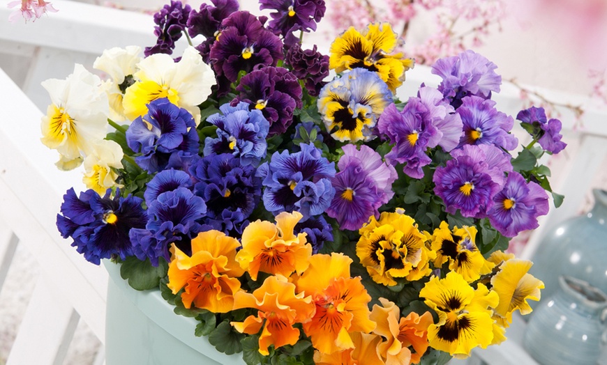 Image 5: 12 or 24 Scented Pansy Frizzle Sizzle Mix Plants with 50g Plant Food