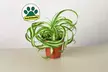 Spider Plant 'Bonnie' in 3", 4", 6", and 8" sizes with Free Shipping – Easy Care & Air-Purifying Indoor and Outdoor Plants Up to 15%Off - Second Medium