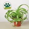 Image 5: Spider Plant 'Bonnie' in 3", 4", 6", and 8" sizes – Easy Care & Air-Purifying with Free Shipping Up to 15%Off