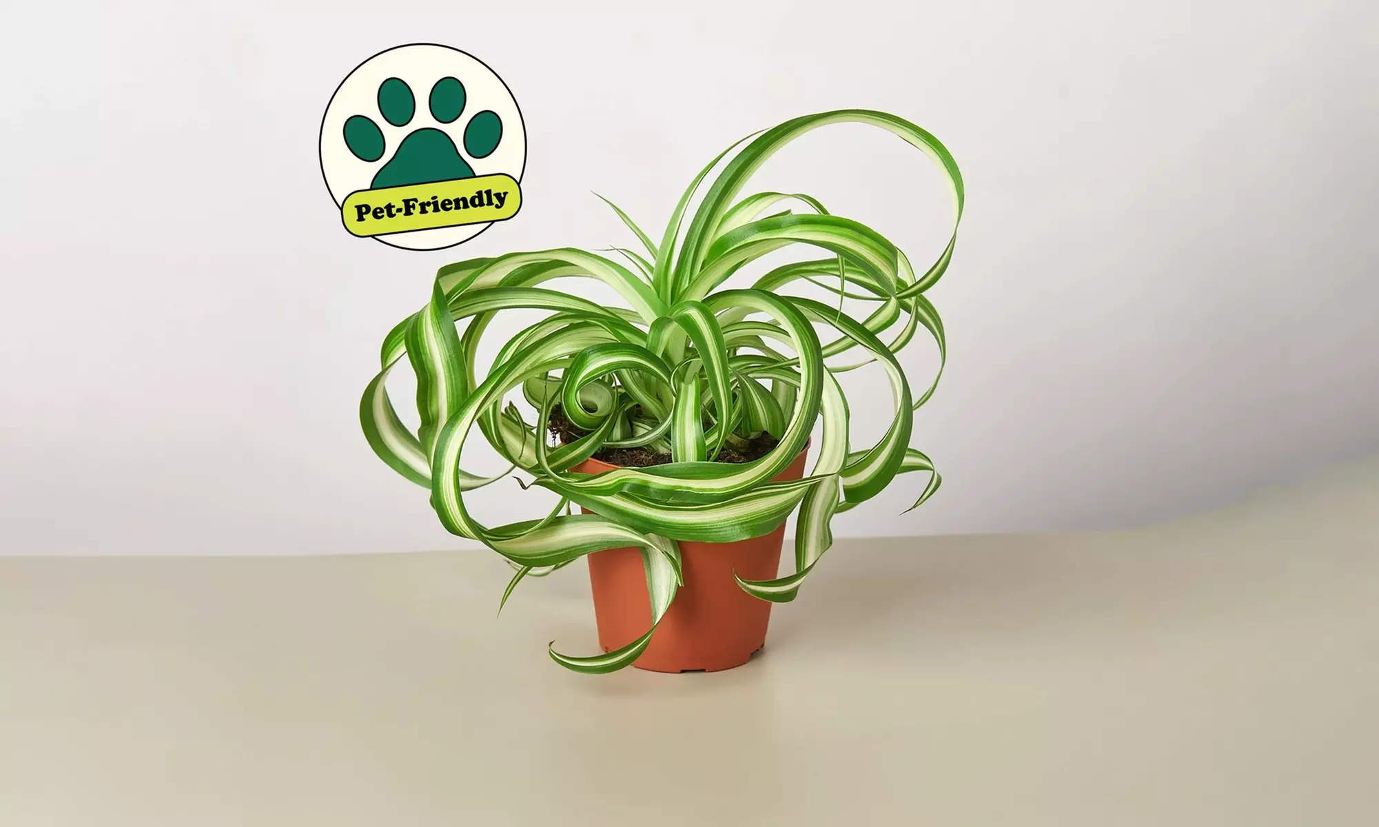 Curly Charm: Spider Plant 'Bonnie' – Easy Care & Air-Purifying from House Plant Shop with Free Shipping Up to 15%Off