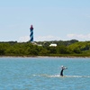 Image 3: Dolphin Watch & Historical Tour at St. Augustine Harbor
