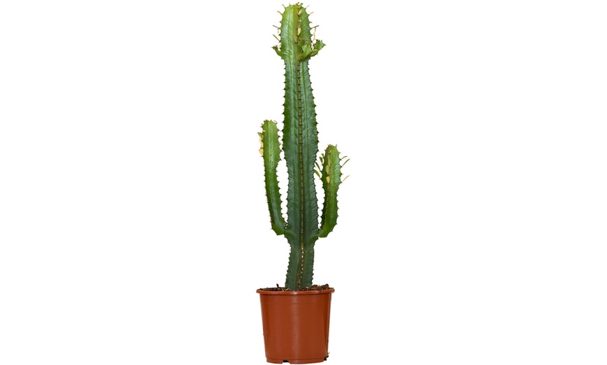 Image 3: 1 o 2 Piante Di Euphorbia Aruensis "Cowboy Cactus" - Altezza 60-70 cm