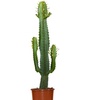 Image 3: 1 o 2 Piante Di Euphorbia Aruensis "Cowboy Cactus" - Altezza 60-70 cm
