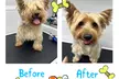 Christmas Full Grooming Packages for Small, Medium & Large Dogs at Paw Studio Services (Up to 28% Off) - Second Medium