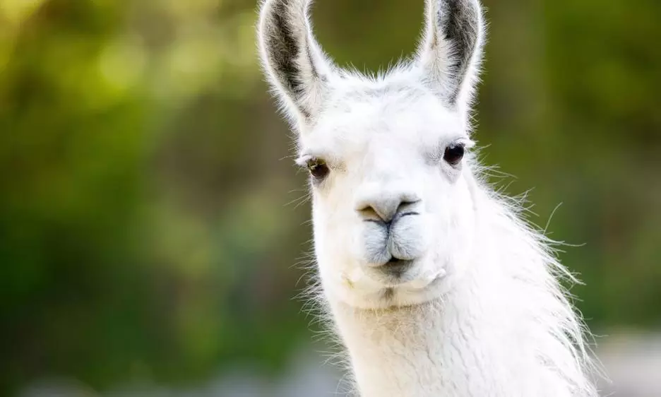Sunset Safari Feeding or Guided Tours for Kids and Adults at Hesperia Zoo (Up to 25% Off) - Second Medium