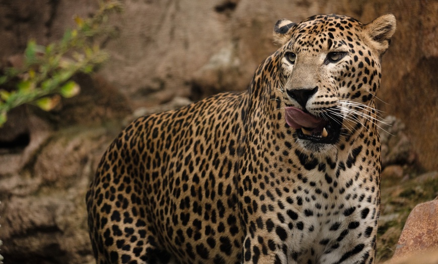 Image 1: Vive un viaje educativo y salvaje con una entrada a Bioparc Fuengirola