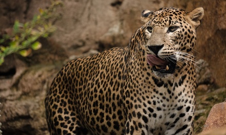 Para 1 niño: entrada a Bioparc Fuengirola - Bioparc Fuengirola