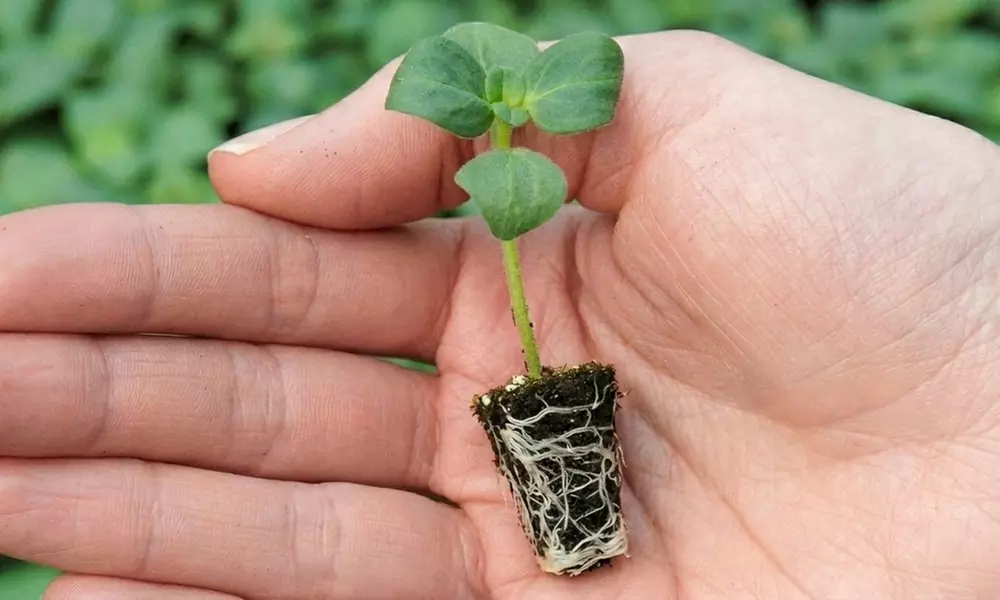 30 or 60 Bacopa 'Topia Mix' Plants - Image 5