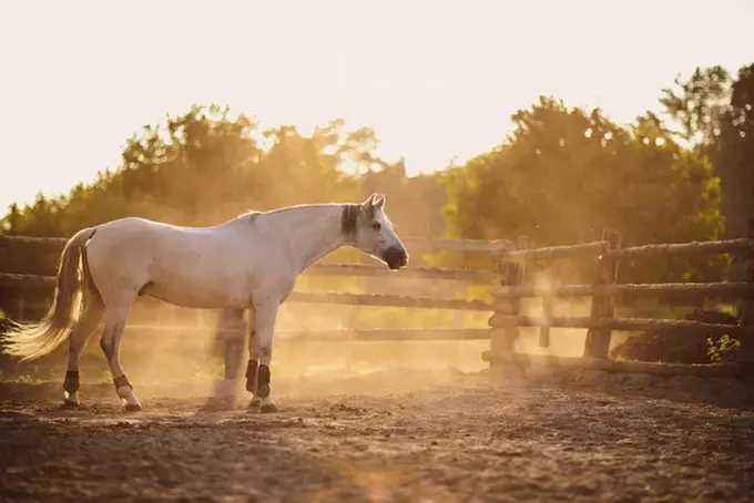 Découverte de l'équitation au Haras des Bussières